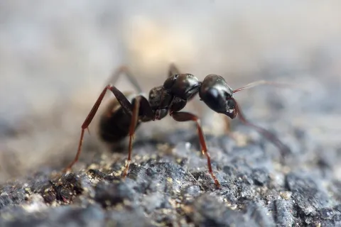 Pest USA photo