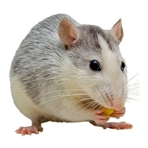 pest control in San Antonio photo