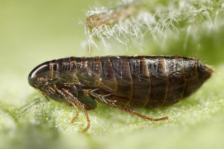 pest control in San Antonio photo