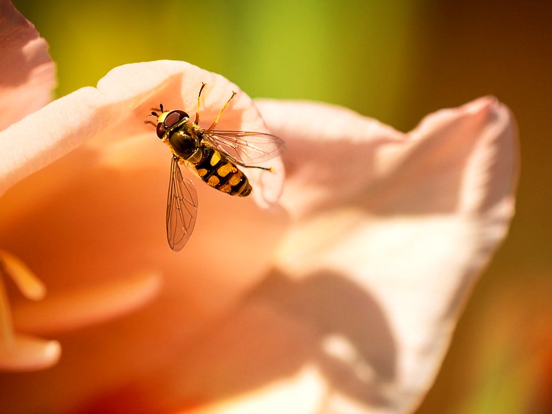 pest control in San Antonio photo