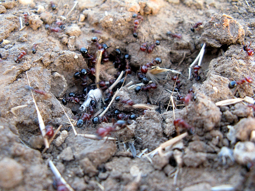 pest control in San Antonio photo