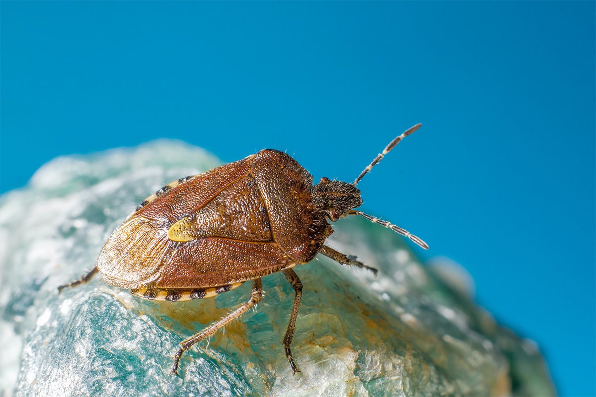 On Target Pest Control photo