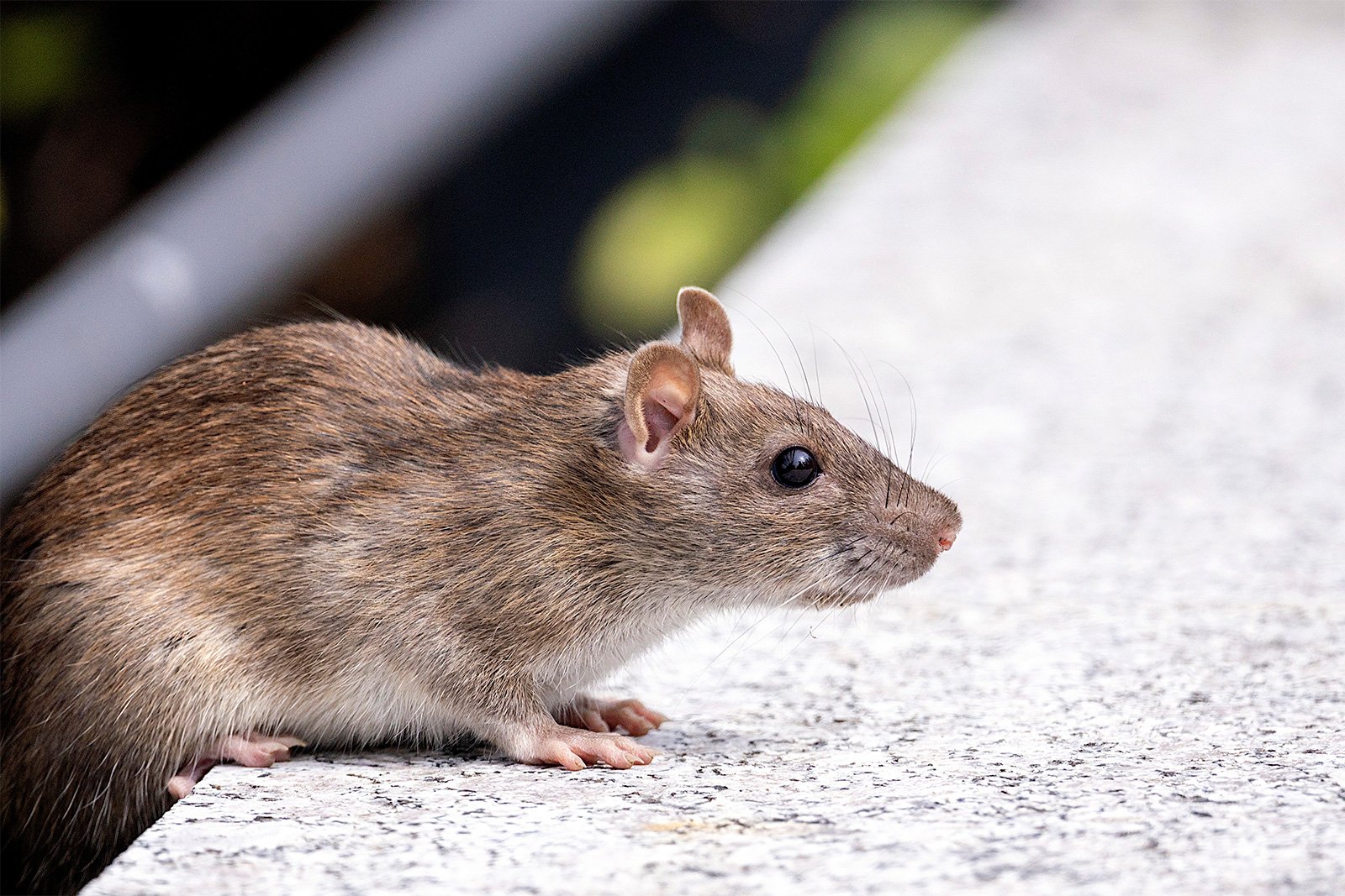 On Target Pest Control photo