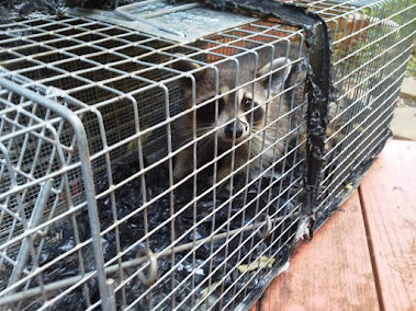 Trapstar Wildlife Solutions photo