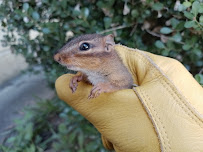Trapstar Wildlife Solutions photo
