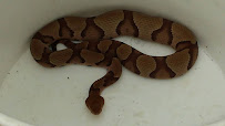 Trapstar Wildlife Solutions photo