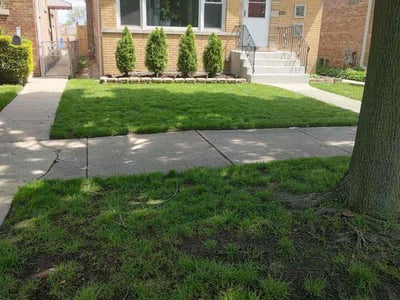 lawn care in Chicago photo