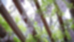 reliable landscape maintenance Chicago photo