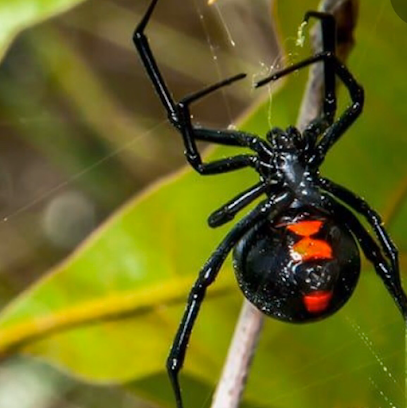 spider exterminator Nevada