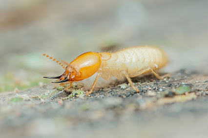 pest prevention plans Compton photo