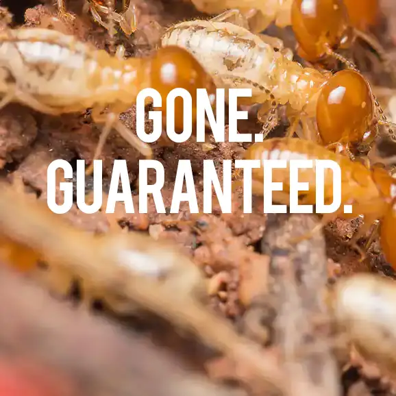 Lloyd Pest & Termite Control photo