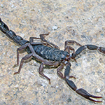 commercial pest control Phoenix photo