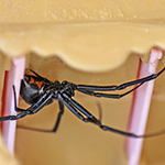 commercial pest control Phoenix photo