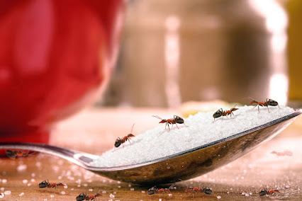 Dewey Pest & Termite Control photo