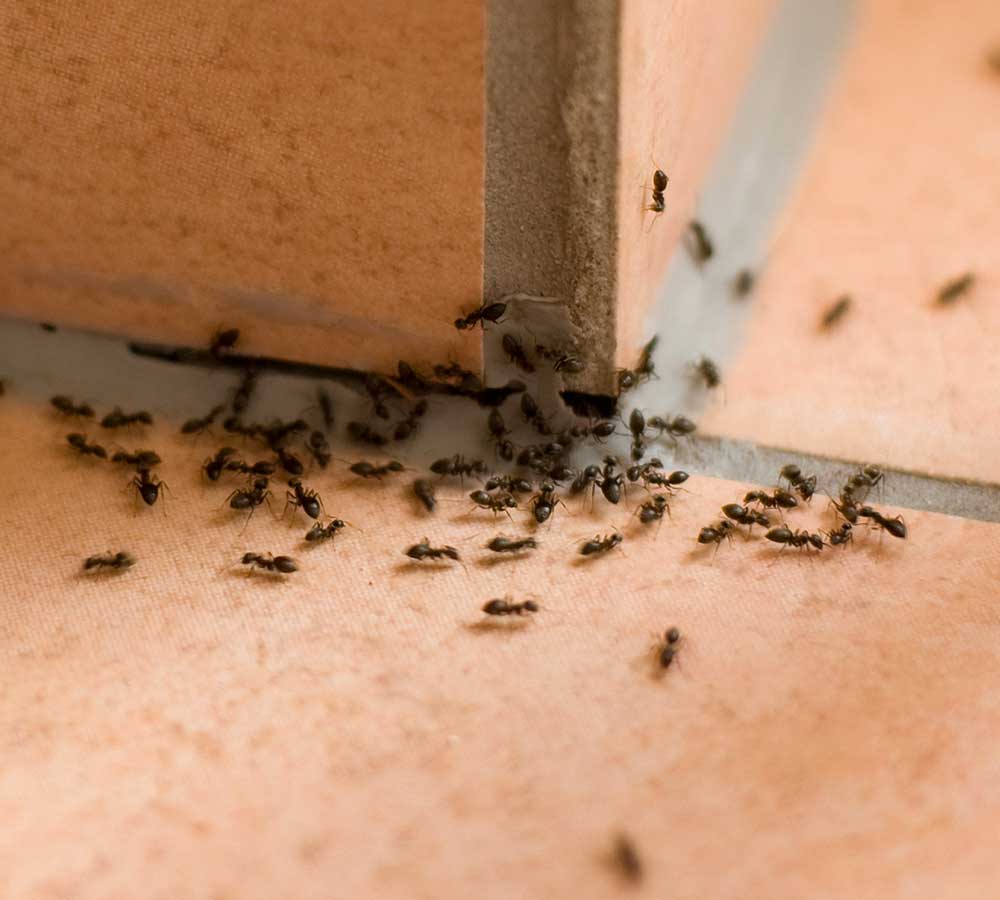 termite inspection San Diego photo