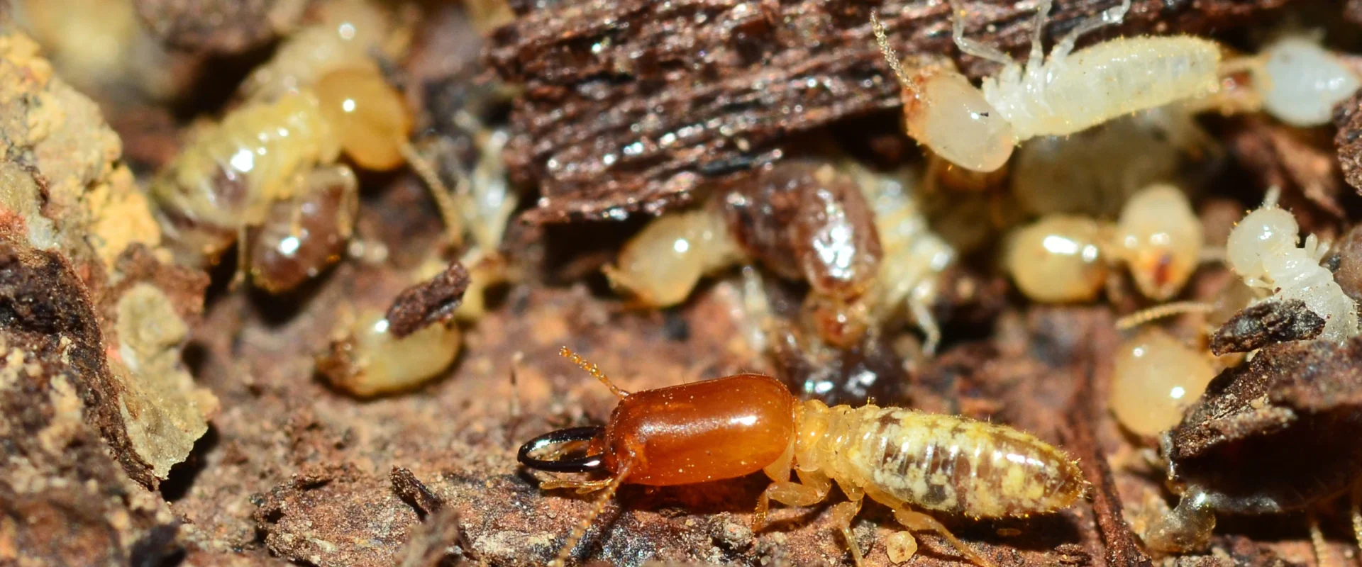 wood repair after termites San Diego photo