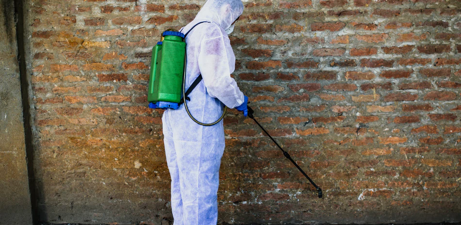 wood repair after termites San Diego photo