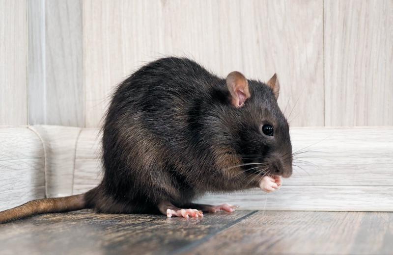 ant control near me photo