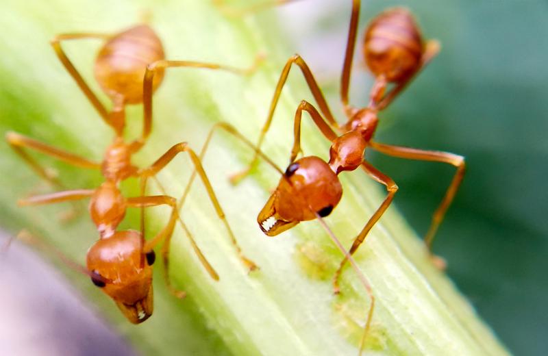 ant control near me photo