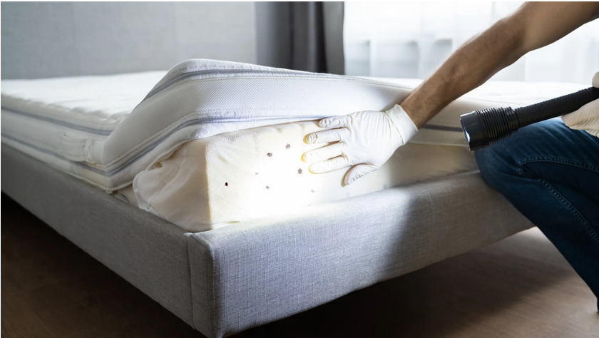 termite inspection San Diego photo