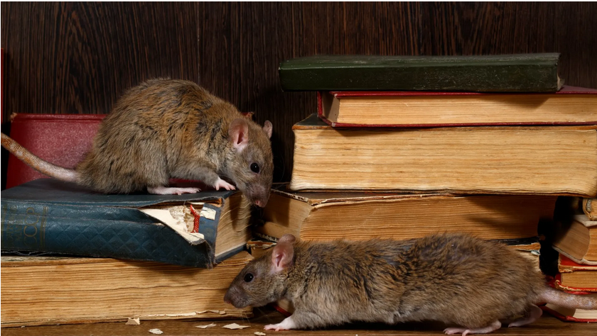 termite inspection San Diego photo