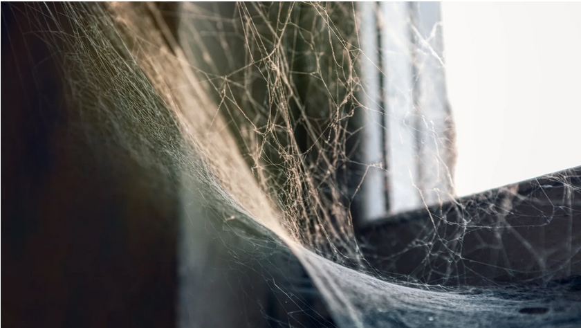 termite inspection San Diego photo