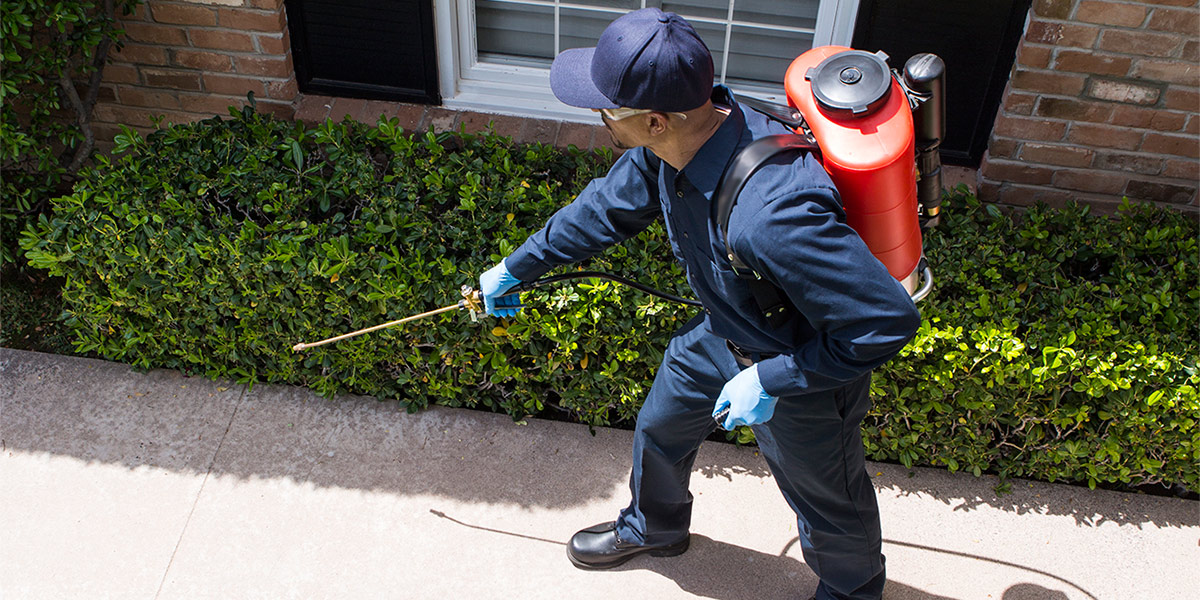 roach control San Diego photo