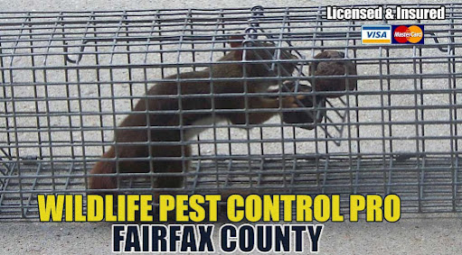 roach control San Diego photo
