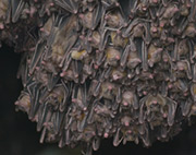licensed wildlife trapper San Diego photo