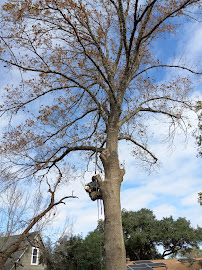 tree service San Antonio