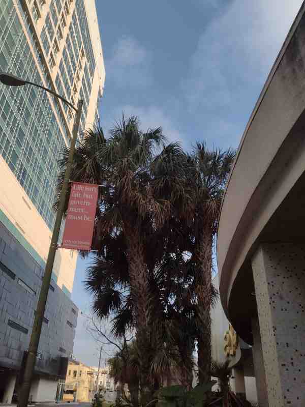 tree service San Antonio photo
