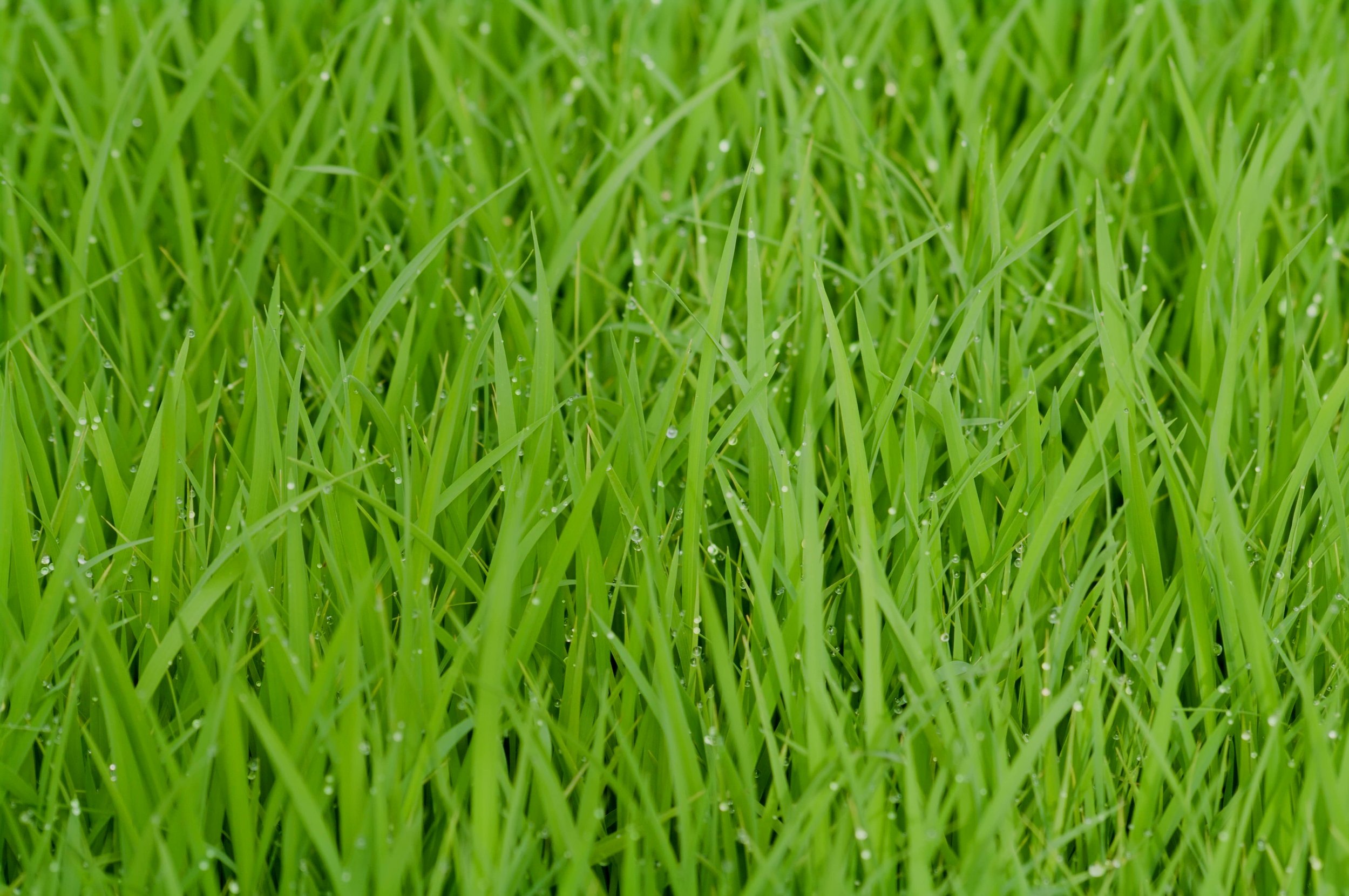 San Antonio landscapers photo