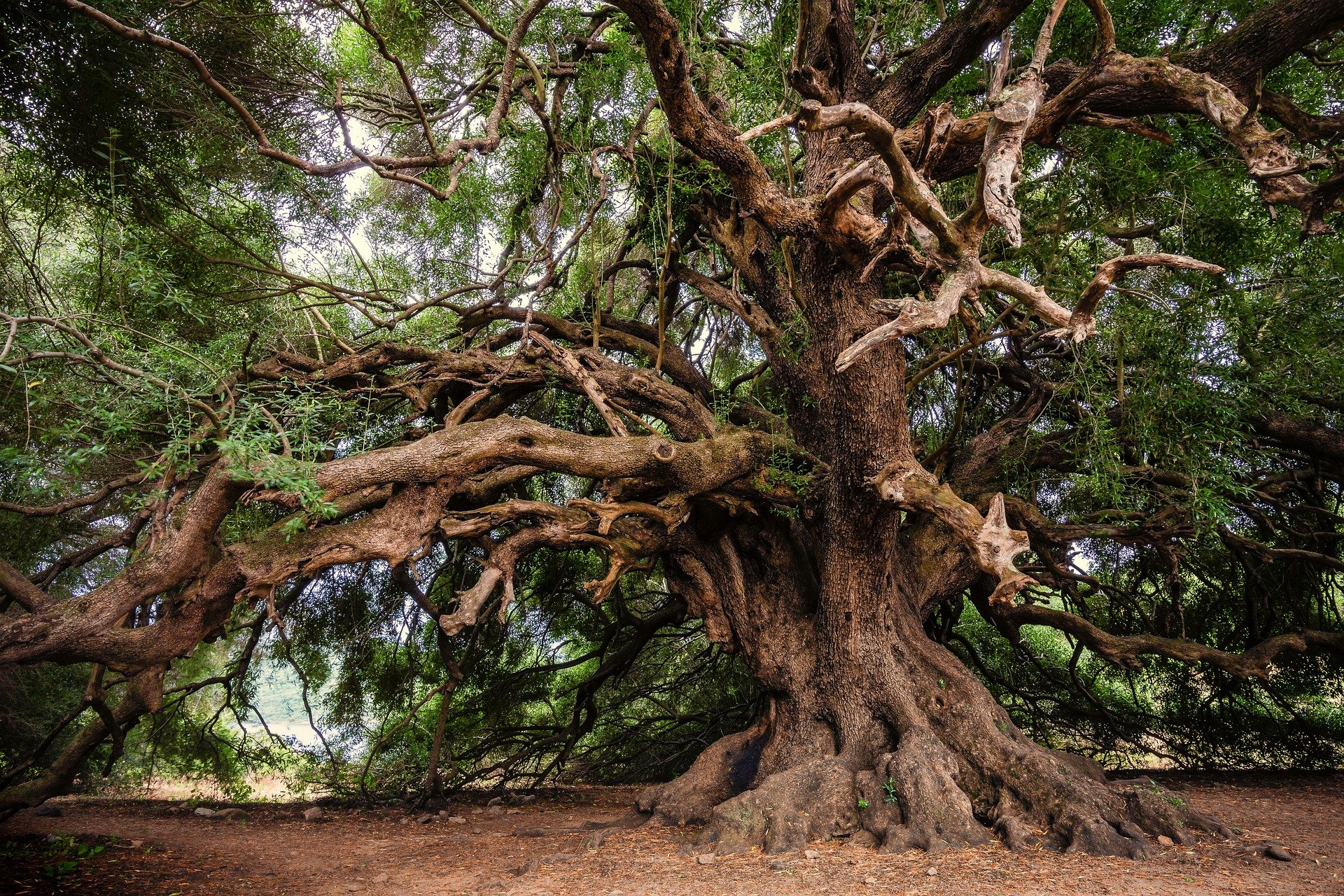 JMP Landscaping & Tree Care Service photo