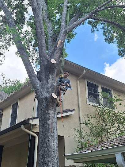 licensed and insured tree service Houston Heights