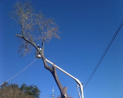 licensed and insured tree service Houston Heights photo