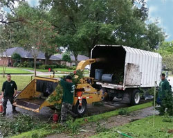 licensed and insured tree service Houston Heights photo