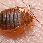 bed bug treatment San Antonio photo