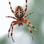 bed bug treatment San Antonio photo