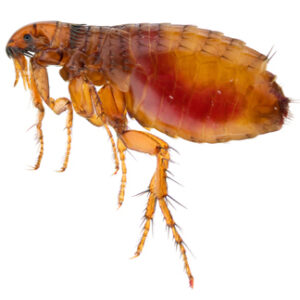 Kindred Pest Control photo