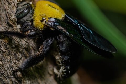 bee removal %AREA% photo