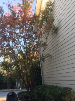 land clearing and bobcat work Atlanta photo