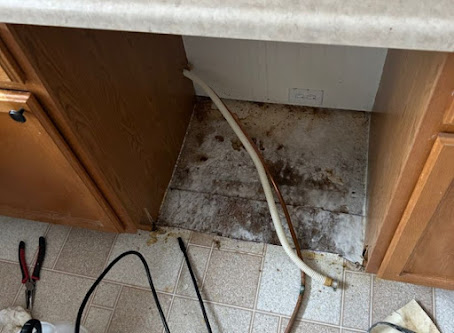 residential mold treatment Boulder photo