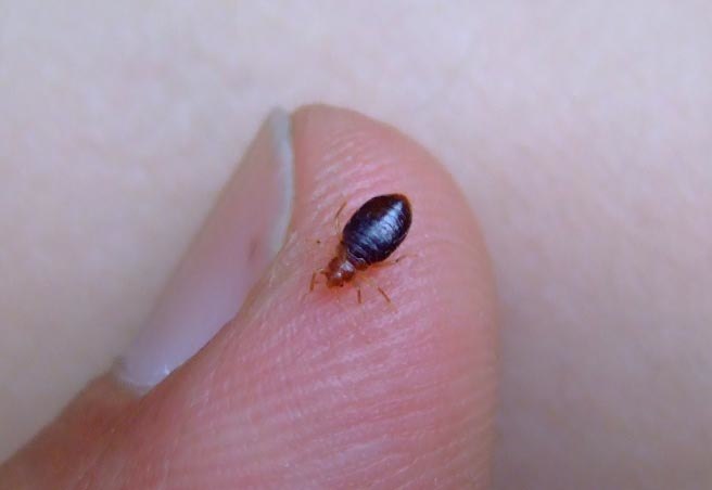 Atek Pest Control Inc photo