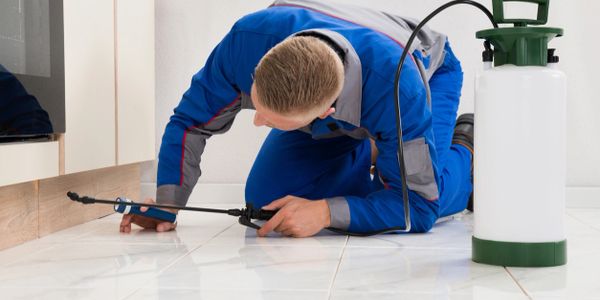 local exterminator in Friendswood photo