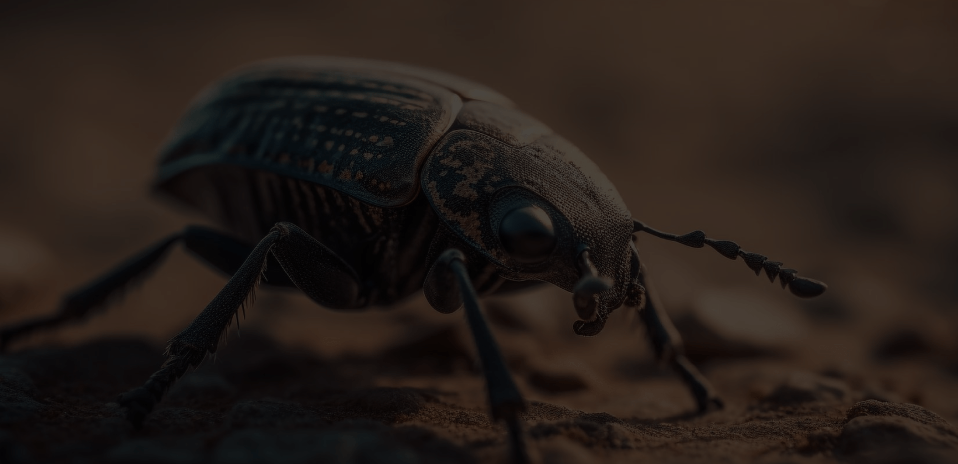 termite treatment Houston photo