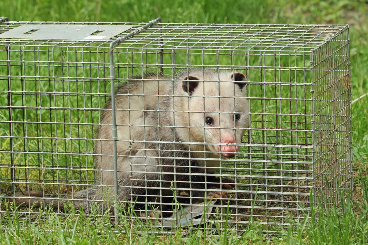 exterminator near me photo
