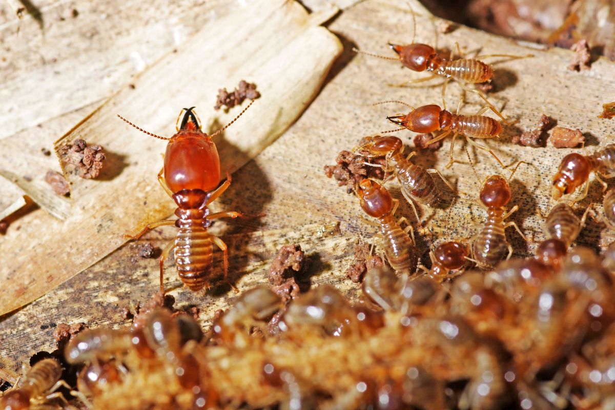 exterminator near me photo