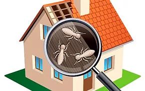 local termite inspection San Diego photo