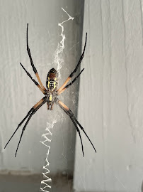 affordable termite treatment in San Antonio