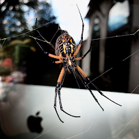 emergency pest control San Antonio